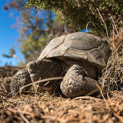 2015.03.30 - Desert Tortoise - Joshua Tree National Park - Kurt Moses, NPS.jpg