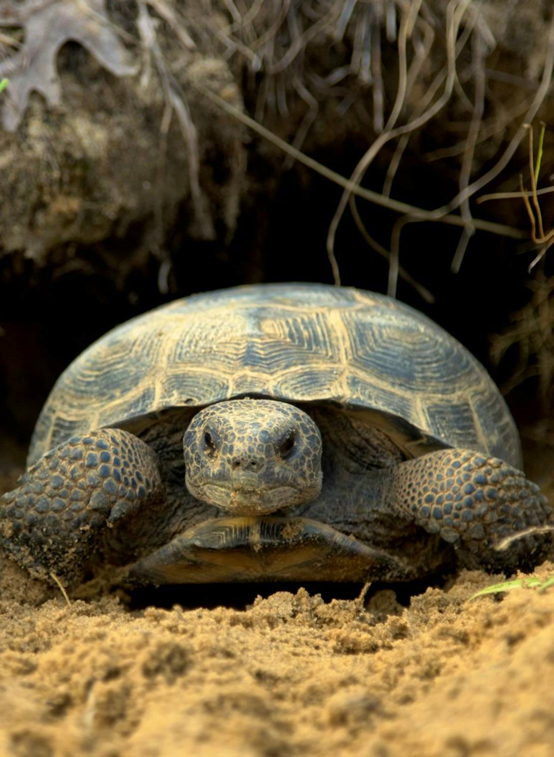 Gopher tortoise peeking out of hole in ground